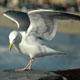 Seagull