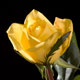 Yellow Rose