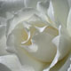 White Rose