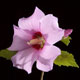 Rose of Sharon