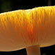 Golden Mushroom